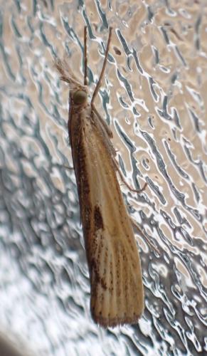 Réf. 325 570 : Agriphila inquinatella
